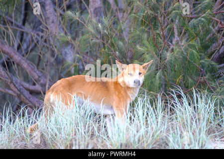 Dingos - Fraser Island Banque D'Images