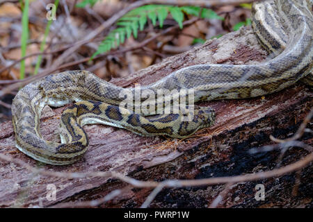 Python sur la promenade dans le lac Wabby - Fraser Island Banque D'Images