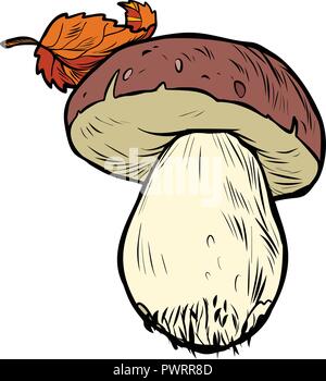 Champignons boletus blanc Illustration de Vecteur