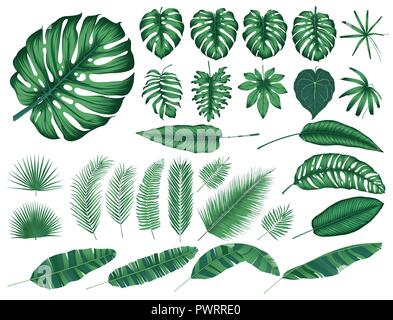 Les feuilles et les plantes tropicales détaillées, vector collection éléments isolés modèle pour votre conception Illustration de Vecteur