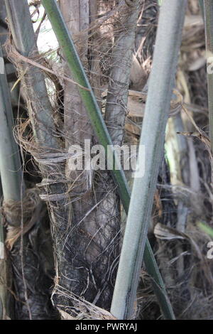 Formosa Palm, Arenga engleri, qui grandit dans le jardin tropical. Banque D'Images