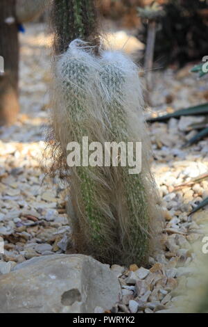 Cephalocereus senilis, le cactus mexicain Old Man, pousse dans le jardin du désert. Banque D'Images