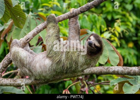 L'Amérique centrale, le Costa Rica. Wild brown-throated sloth (Bradypus variegatus) dans un arbre. Type de trois-toed sloth trouvés dans les climats néotropicale. Banque D'Images