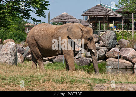 Granby Québec, Estrie, pâturage, éléphants, Banque D'Images