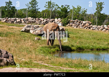 Granby Québec, Estrie, pâturage, éléphants, Banque D'Images