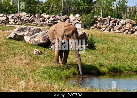 Granby Québec, Estrie, pâturage, éléphants, Banque D'Images