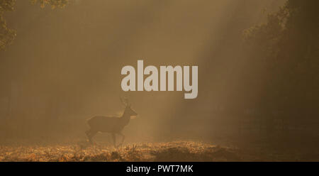 Red Deer photographié dans les rayons de lumière sur un lever de soleil à misty Forrest au Royaume-Uni. Les espèces de cerfs est Red Deer et sont situés dans Bradgate Park Banque D'Images