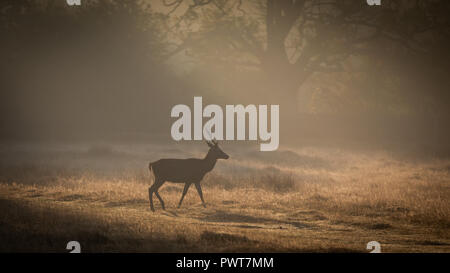 Red Deer photographié dans les rayons de lumière sur un lever de soleil à misty Forrest au Royaume-Uni. Les espèces de cerfs est Red Deer et sont situés dans Bradgate Park Banque D'Images