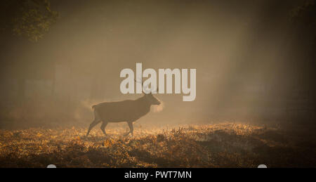 Red Deer photographié dans les rayons de lumière sur un lever de soleil à misty Forrest au Royaume-Uni. Les espèces de cerfs est Red Deer et sont situés dans Bradgate Park Banque D'Images