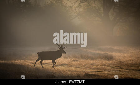 Red Deer photographié dans les rayons de lumière sur un lever de soleil à misty Forrest au Royaume-Uni. Les espèces de cerfs est Red Deer et sont situés dans Bradgate Park Banque D'Images