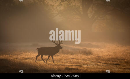 Red Deer photographié dans les rayons de lumière sur un lever de soleil à misty Forrest au Royaume-Uni. Les espèces de cerfs est Red Deer et sont situés dans Bradgate Park Banque D'Images