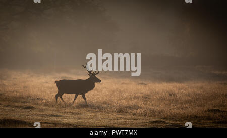 Red Deer photographié dans les rayons de lumière sur un lever de soleil à misty Forrest au Royaume-Uni. Les espèces de cerfs est Red Deer et sont situés dans Bradgate Park Banque D'Images