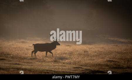 Red Deer photographié dans les rayons de lumière sur un lever de soleil à misty Forrest au Royaume-Uni. Les espèces de cerfs est Red Deer et sont situés dans Bradgate Park Banque D'Images