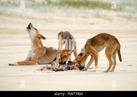 Dingos - Fraser Island Banque D'Images