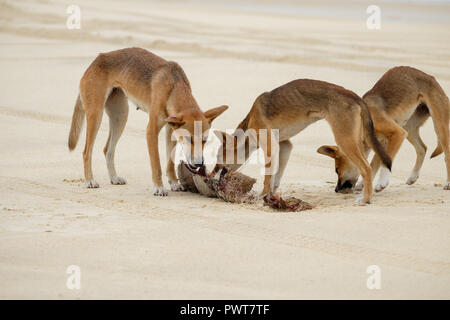 Dingos - Fraser Island Banque D'Images