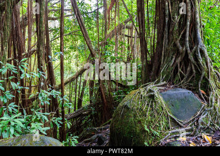 Dans la forêt tropicale Akaka falls State Park, sur la grande île. Banians, vignes et autres feuillage avec roches. Banque D'Images