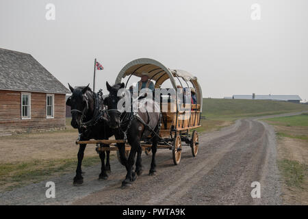 Une équipe de chevaux percherons faites glisser un chariot couvert au ranch Bar U, Lieu historique national du Canada, Parcs Canada, Longview, Alberta, Canada Banque D'Images