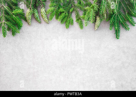 Branches de sapin vert avec les cônes sur fond de béton gris clair avec l'exemplaire de l'espace. Banque D'Images