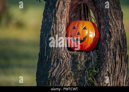 Quoi de plus terrifiant qu'un Jack-O-lanterne dans un arbre creusé à l'Halloween ? Un vrai Serpent Rat de l'est sauvage, (Pantherophis alleghaniensis) à côté ! Banque D'Images