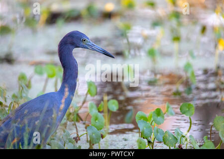 Une belle des profils Little Blue Heron (Egretta caerulea) la chasse dans un étang de la Floride centrale comme le soleil commence à définir. Banque D'Images