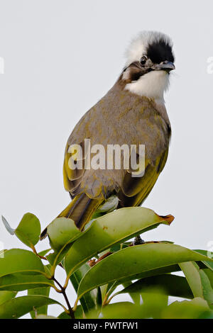 Bulbul à un puit de lumière Banque D'Images