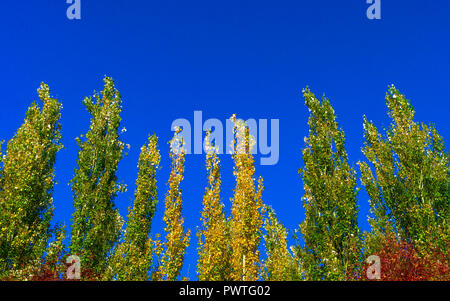 Peuplier arbres contre le ciel bleu par un jour de vent. Résumé fond naturel. Les arbres d'automne, des feuilles d'automne coloré. Banque D'Images