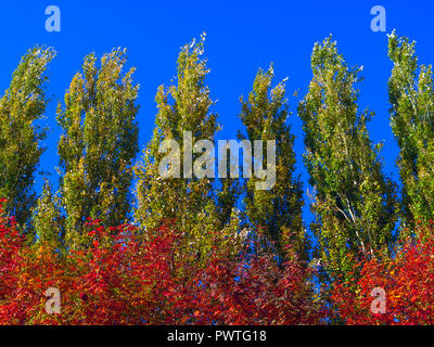 Peuplier arbres contre le ciel bleu par un jour de vent. Résumé fond naturel. Les arbres d'automne, des feuilles d'automne coloré. Banque D'Images