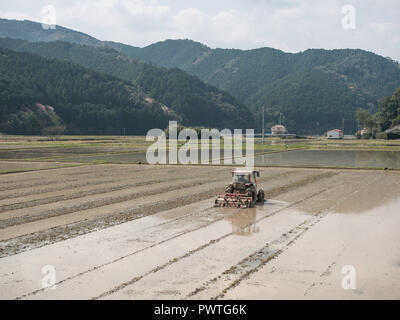 Agriculteur japonais, tracteur, cultivant rizière inondée, la préparation pour les semis de printemps, Ehime, Shikoku, Japon Banque D'Images