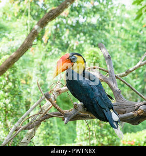 Calao, Sunda Calao ou Aceros Corrugatus. C'est un grand oiseau aux plumes noires et le cou est d'un jaune vif, rouge casque sur t Banque D'Images