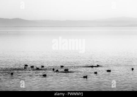 Belle vue sur un lac avec des oiseaux sur l'eau Banque D'Images