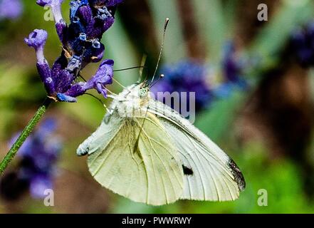 Papillon Blanc et vert Banque D'Images