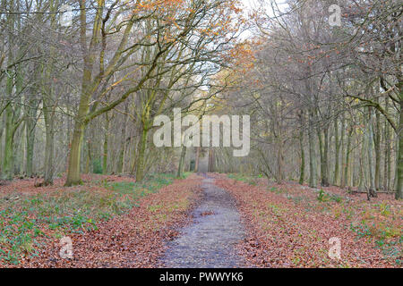 Chemin dans Meenfield bois, haut au-dessus de Shoreham, Kent dans North Downs, South East England, UK. Sur la photo en hiver. Une zone très populaire pour les randonneurs. Banque D'Images