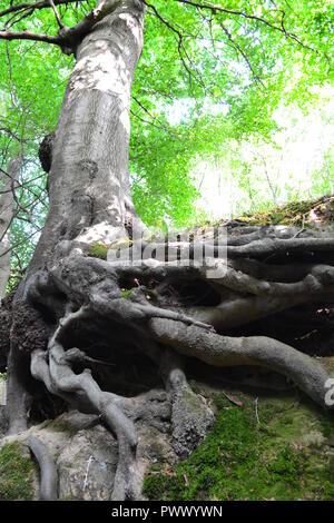 Un hêtre arbre pousse sur le côté d'un affleurement de grès dans le Parc Kent, à Colline Hoath, près de Hever / Chiddingstone sur un Holloway. Mai 2016 Banque D'Images