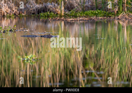 Un Alligator Bayou nageant dans une lumière dorée en raison de frapper les herbes qui poussent sur ses rives. Bayou Sauvage National Wildlife Refuge, Louisian Banque D'Images