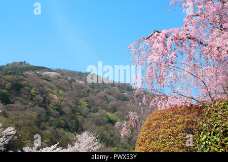 Les cerisiers en fleurs à Kyoto Arashiyama Banque D'Images