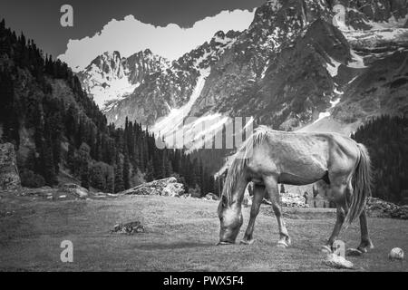 Calèche sur une prairie à Sonmarg, Inde, 85km à l'est de Srinagar, contre les montagnes de l'Himalaya dans l'été Banque D'Images