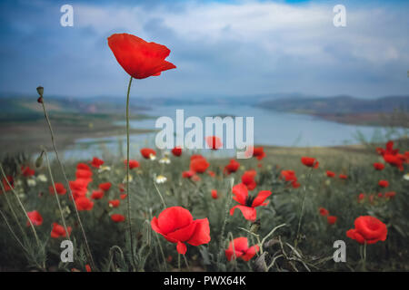 Coquelicots rouges dans la nature de plus en plus près de l'Al Wahda barrage dans la province de Taounate, Maroc Banque D'Images