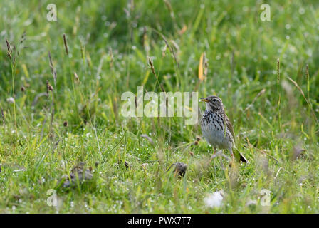 Meadow Pipit spioncelle - Anthus pratensis, petite brown oiseau percheur de prés et prairies européennes, Shetland, UK. Banque D'Images