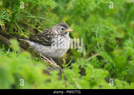 Meadow Pipit spioncelle - Anthus pratensis, petite brown oiseau percheur de prés et prairies européennes, Shetland, UK. Banque D'Images