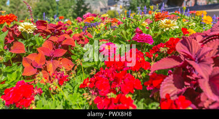 Fleurs de couleurs éclatantes sous le soleil clair Banque D'Images