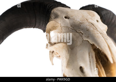 Vue rapprochée d'un bélier crâne avec cornes, studio shot isolé sur fond blanc Banque D'Images