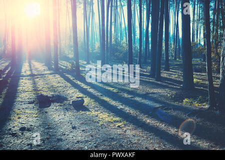 Foggy fabuleux lever de soleil dans la forêt de pins Banque D'Images