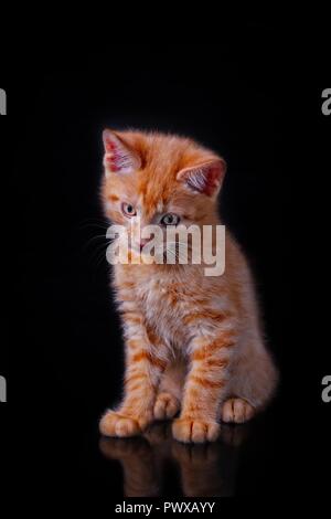 Adorable petit chaton rouge assis et regardant en bas, isolé sur fond noir. Banque D'Images