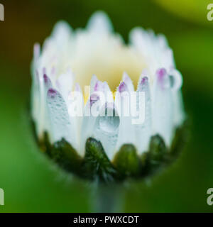 Un plan macro sur une pelouse daisy. Banque D'Images