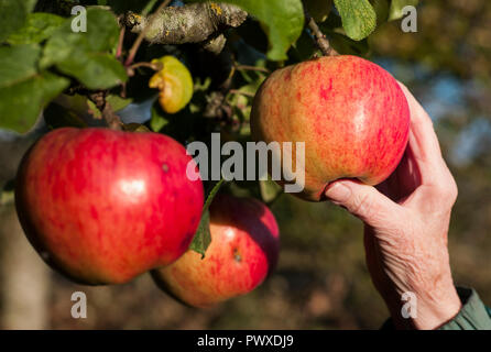 Fruits rouges à double pommes sur un arbre (Malus domestica Howgate Wonder) prêt pour le prélèvement en octobre dans le Wiltshire England UK Banque D'Images