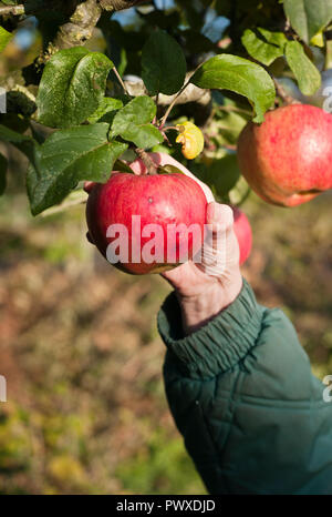 Fruits rouges à double pommes sur un arbre (Malus domestica Howgate Wonder) prêt pour le prélèvement en octobre dans le Wiltshire England UK Banque D'Images