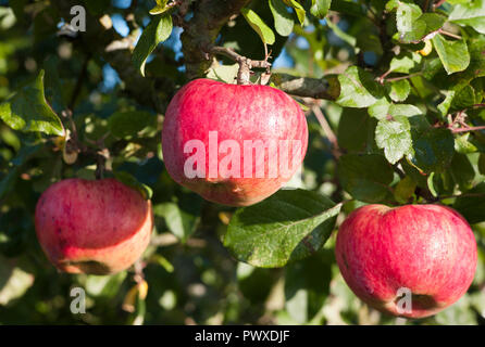 Fruits rouges à double pommes sur un arbre (Malus domestica Howgate Wonder) en octobre dans le Wiltshire England UK Banque D'Images
