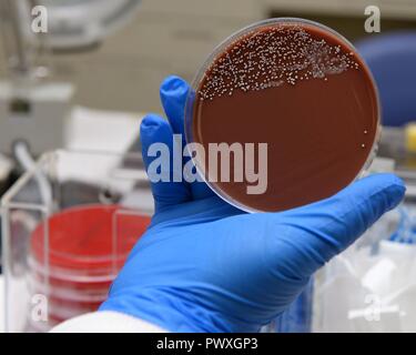 Erin Penney, 88e Escadron de diagnostics et thérapeutiques microbiologie superviseur technique, identifie une plaque de gélose chocolat à partir d'un échantillon de la culture du patient à l'intérieur du laboratoire de microbiologie à Wright-Patterson Air Force Base medical center le 30 juin 2017. Chocolat est un milieu nutritif utilisé dans l'élevage des organismes exigeants tels que Neisseria et hemophilus espèces. Banque D'Images