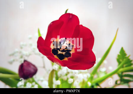 Tulip. Beau bouquet de tulipes. tulipes colorées. tulipes au printemps,Apple. Belle floraison rouge bouquet de tulipes dans un composite. Banque D'Images