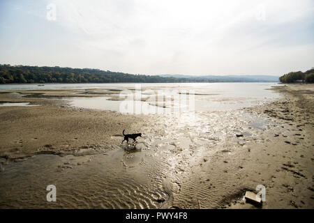 Novi Sad, Serbie 18 octobre 2018 Le très faible niveau d'eau du Danube fait bancs près de ville de Novi Sad en Serbie chien marche le long du sable. Credit : Nenad Mihajlovic/Alamy Live News Banque D'Images